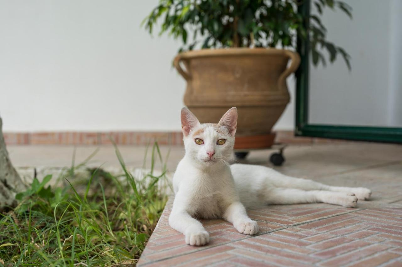 Apartmán Peraspitaki Chania  Exteriér fotografie